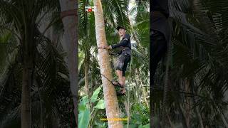 Amazing Coconut Tree Climbing Tool [upl. by Annaeel505]