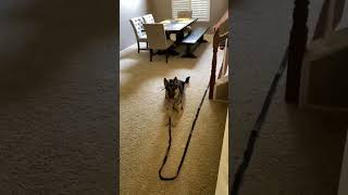 DOG TRAINING TIPS dog ddk9 dogtraining reels dogsofinstagram viralvideo dogbehavior viral [upl. by Southworth239]