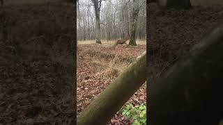 HARDE DE CERFS AU SAUT DE LALLÉE EN SOLOGNE  chasse hunt hunting chasseur cerf redstag [upl. by Nylyram]