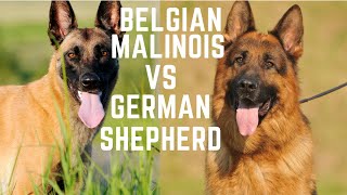 Belgian Malinois vs German shepherd Which one makes a better pet [upl. by Bayless496]