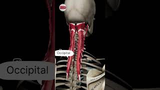 Occipital Nerve  occipitalnerve occipitalnerveblock [upl. by Ahselaf936]