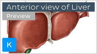 Anterior view of the liver preview  Human Anatomy  Kenhub [upl. by Salangi769]