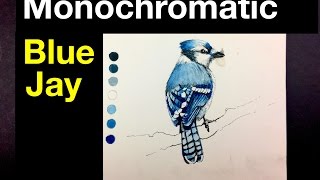 Beginner Watercolor Exercise  Monochromatic Painting of a Bird  Blue Jay [upl. by Ariak]