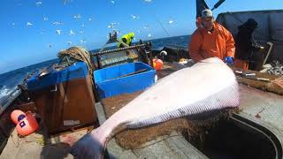 Alaska Commercial Halibut Fishing  7 Ft Giant Halibut [upl. by Uni]