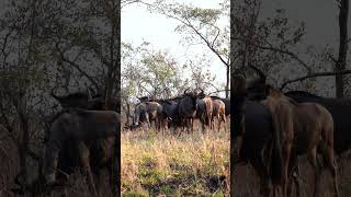 Wildebeest at Kruger National Park South Africa [upl. by Alicia]