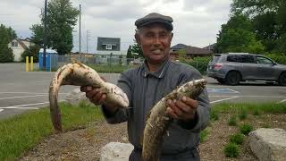 Dunnville Grand River Fishing June 1 2022 [upl. by Nhar]