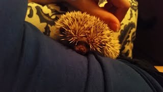 Hedgehog Grumpy Sounds [upl. by Vizza]