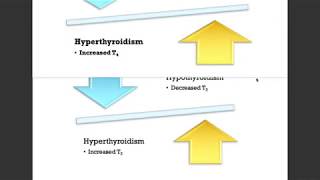 synthesis  thyroid hormone  bio [upl. by Sisak]