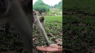 Taman Monyet Ke Ni cuticutimalaysia perak ipoh tasik gununglang [upl. by Yalonda]