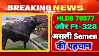 70577 HLDB murrahbull R107 असली Semenपहचान [upl. by Divd481]