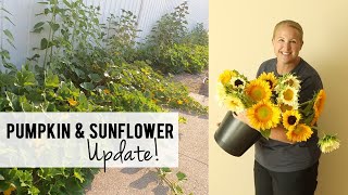 Sunflower and Pumpkin Update Sunflower Steve Seeds Growing Cut Flowers  Sunshine and Flora [upl. by Rusell]