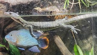 Mangrove Monitor Swimming [upl. by Sykleb]