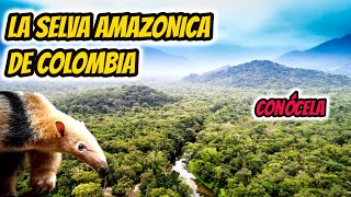 LA SELVA DE COLOMBIA La selva de Colombia documental LA SELVA AMAZONICA DE COLOMBIA [upl. by Naujuj]