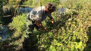 Harvesting Buckwheat [upl. by Akere]