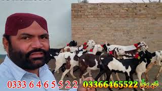 beetal lailpuri shera praignint goats at bismillah Goat Farm goat farming in Pakistan bakra busines [upl. by Isherwood]