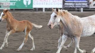 Top 10 Most Popular Horse Breeds in the World You Must Know [upl. by Arit899]