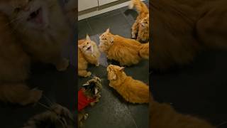 Maine coons meowing for wet food [upl. by Roye]