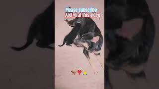 🔥Dog German shepherd puppy love ❣️मां आखिर मां होती 🙏🐕‍🦺हैyoutubeshorts dog german viralvideo [upl. by Sualk]