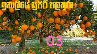 How Does it Grow ඉතාලියේ පලතුරු ITALY How to produce millions of Harvesting and processing Fruits [upl. by Cramer649]