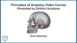 Osteology of the skull 1 Introduction [upl. by Nywg203]