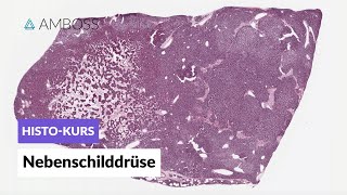 Histologie der Nebenschilddrüse  Mikroskopische Anatomie  AMBOSS Video [upl. by Enelloc]