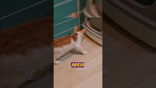 Qual a MELHOR AREIA para GATOS gatos [upl. by Chase]