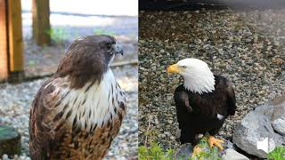 Redtailed Hawk and Bald Eagle Vocalization [upl. by Dede]