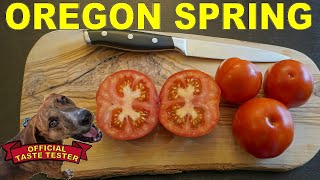 Oregon Spring Tomato Early Prolific And Ripens In Cool Climates [upl. by Franzoni]