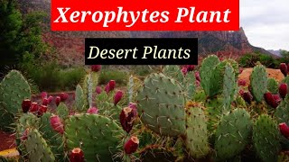 Xerophytes Plant Lecture 11 In HindiUrdu [upl. by Mcclenon]