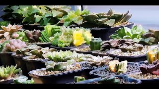 A Haworthia Collection 2020  450 varieties [upl. by Esilahc]