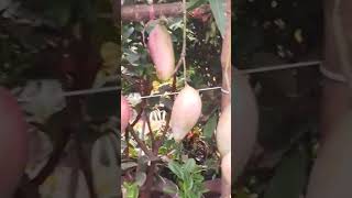 Mango variety 2024 shortvideo like share subscribe [upl. by Regazzi]