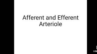 Afferent and Efferent arteriole ANATOMY LECTURE [upl. by Birchard]