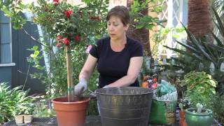 How to Plant a Standard Rose  Garden Space [upl. by Neelasor]