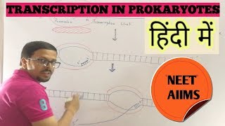 Transcription in prokaryotes in hindi [upl. by Sacci223]