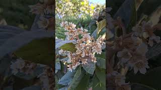 Nespolo giapponese 🌱🌿🍃🍂splendida fioritura autunnale nature flowers fiori garden [upl. by Corabelle123]