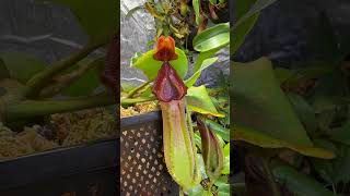 Gorgeous Nepenthes Truncata Giant shorts [upl. by Craven]