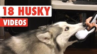 18 Funny Husky Puppies Video Compilation 2016 [upl. by Orual]