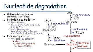 Nucleotide Degradation purine amppyrimidine Degradation 🤩 [upl. by Niveek]