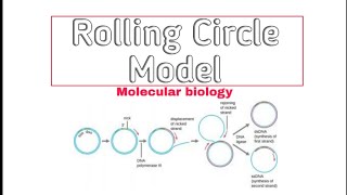 Rolling Circle replication in DNA  DNA rolling Circle replication machnism  Rolling Circle model [upl. by Goodkin403]