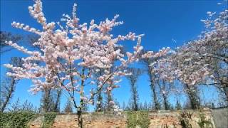 Die Kirschblüte im Schlossgarten Schwetzingen 2018 [upl. by Udale]