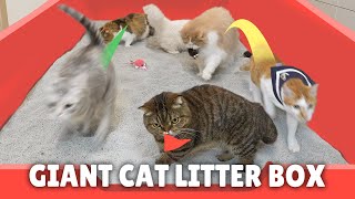 Giant Cat Litter Box Conquest Challenge [upl. by Neile]