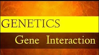 Gene Interactions Allelic and Nonallelic [upl. by Nyleaj]