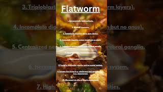 learn with me flatwormphylum platyhelminthesshortsytshorts [upl. by Atiuqan]