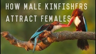 White Throated Kingfisher aka White Breasted Kingfisher  Lovely Courtship Rituals [upl. by Asfah]