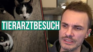 Katze Charlie muss zum Tierarzt [upl. by Eppesuig]