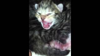 Baby kitten hisses when smells quothuman scentquot [upl. by Godart]