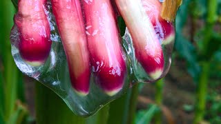 This Slime Could Change The World  Planet Fix  BBC Earth Science [upl. by Enirhtak188]