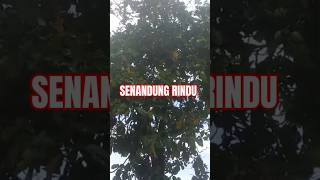 SENANDUNG RINDU senandungrindu [upl. by Ecal]