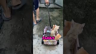 A family that was packed and taken away😺animals animalrescue pets kitten cat rescuekitty [upl. by Noram]