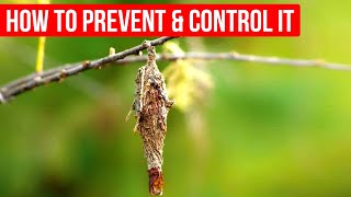 Bagworms  How to prevent and control it [upl. by Zulch]